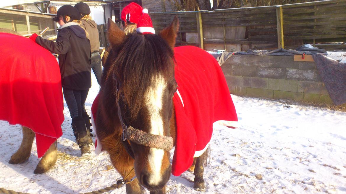 Welsh Pony af Cob-type (sec C) Fanny "Kommer til at savne dig" - Min sne engel..!<3 billede 17