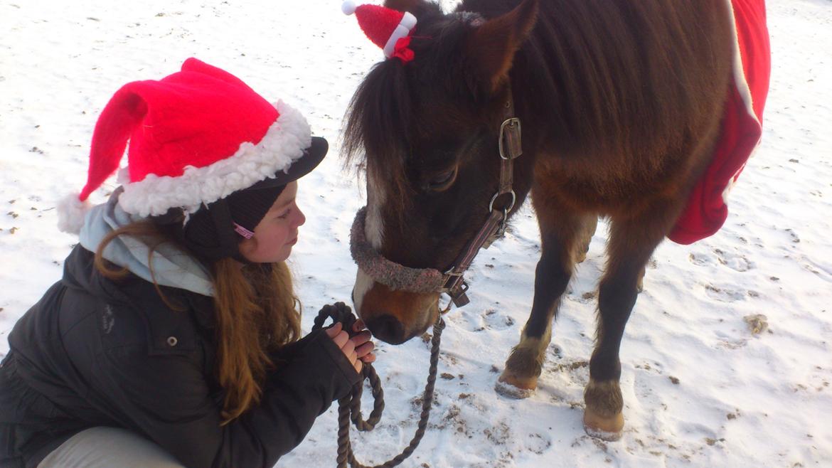 Welsh Pony af Cob-type (sec C) Fanny "Kommer til at savne dig" - Inden juleoptoget..!<3 billede 2