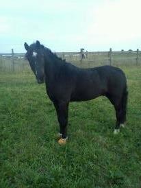Dartmoor Bastian *Solgt* billede 16