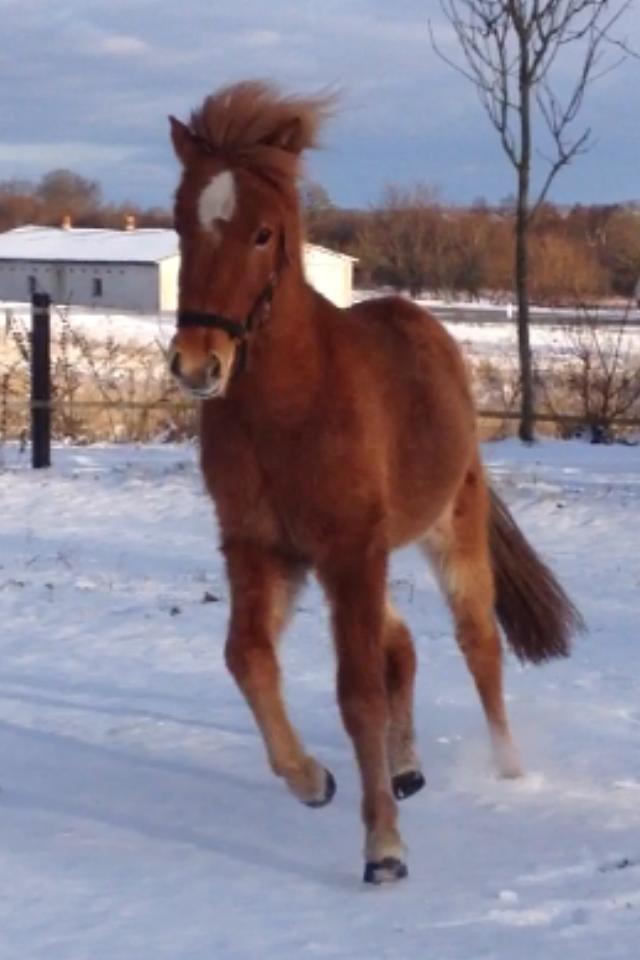 Islænder FENJA FRA ANNERUP - My love's like a star, You can't always see me, But you know that I'm always there, When you see one shining, Take it as mine and remember I'm always near Foto: Katrine. Vinter 2012 billede 18