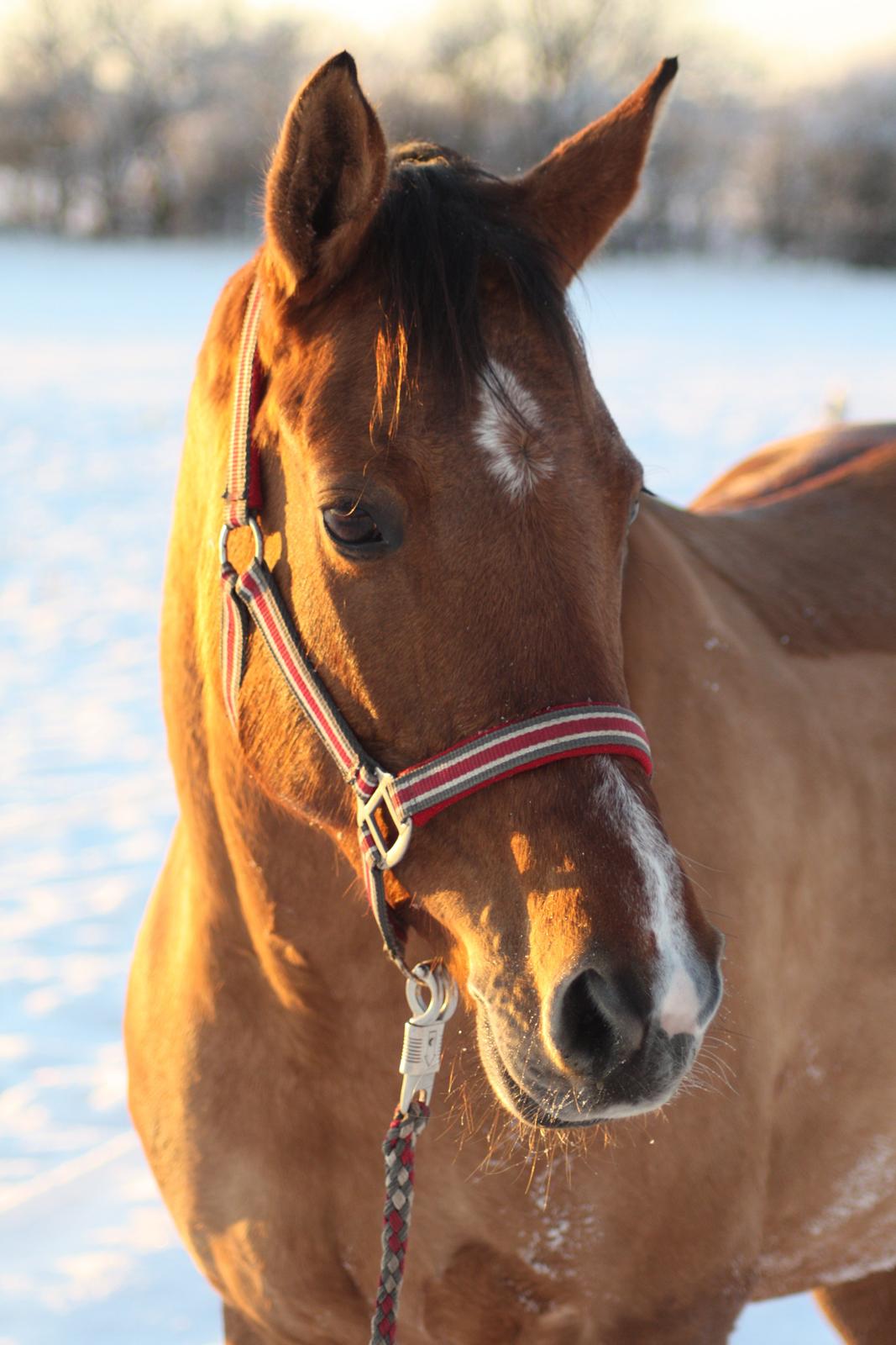Anden særlig race Hedegårens Bella Bacardi (B-pony) Solgt - Smukke pony!<3 billede 18