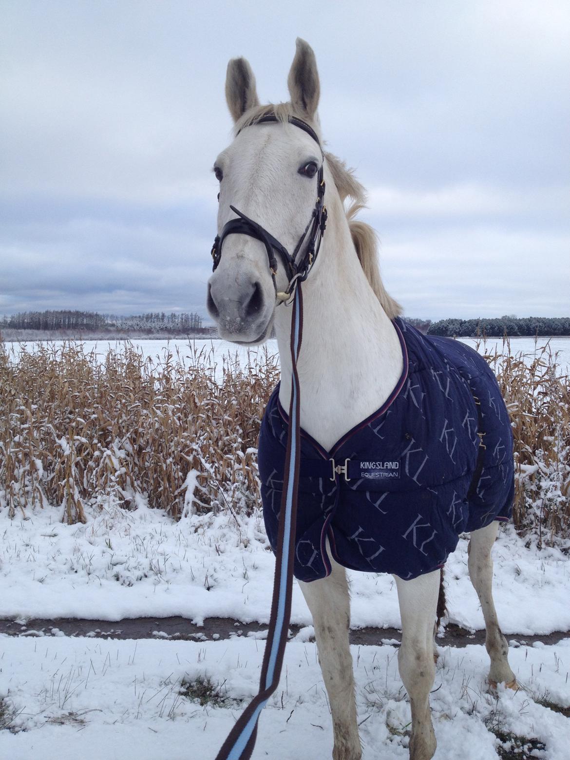 Lipizzaner Dalsø´s kiri billede 16