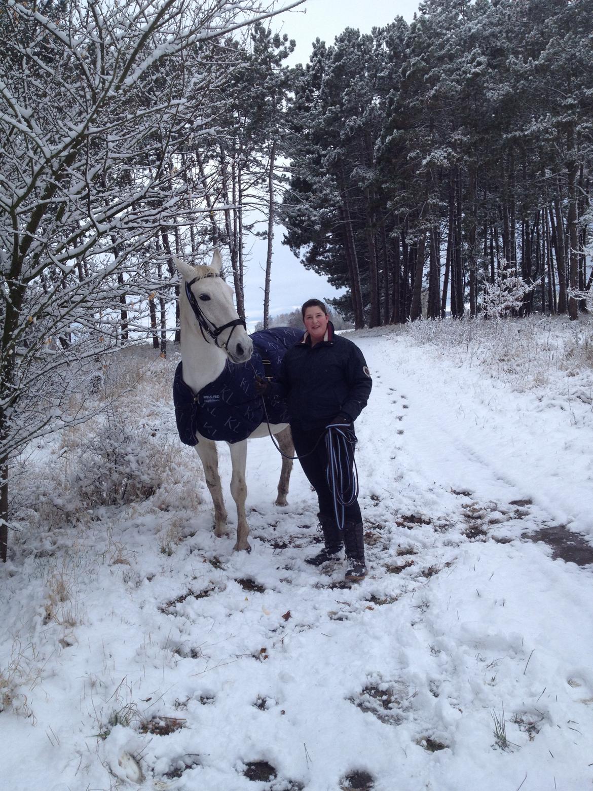 Lipizzaner Dalsø´s kiri billede 17