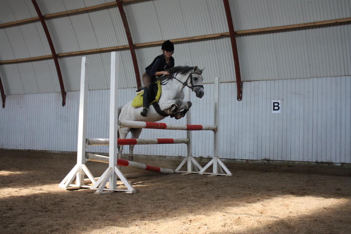 Welsh Pony af Cob-type (sec C) Korreborgs Rubin (Solgt) - Emmelie springer på Rubin billede 20