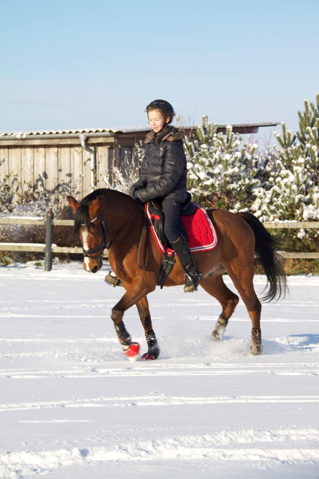 Anden særlig race Astaróla B-pony billede 27