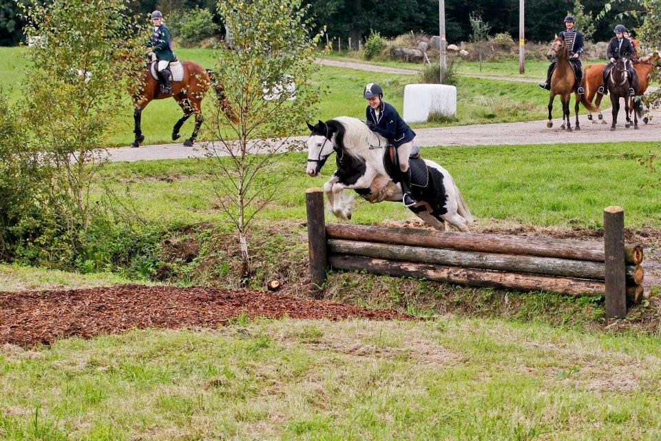 Irish Cob Näktergalens Peter Tullamore - Jagt i sverige, red den i sidepull :)  billede 9