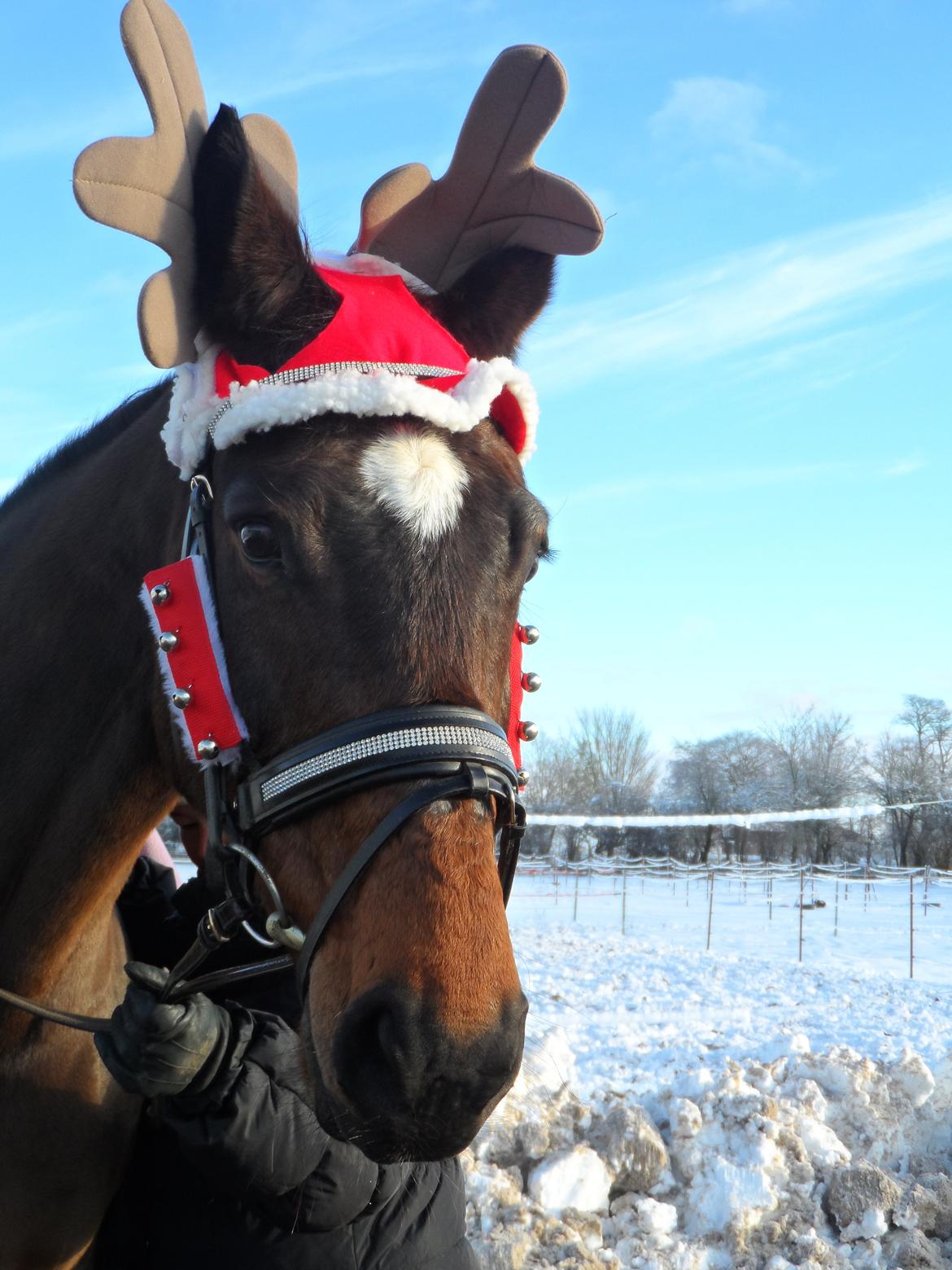 Dansk Varmblod Gredstedgårds Regitze - You know what i love? Read the first word again. billede 12