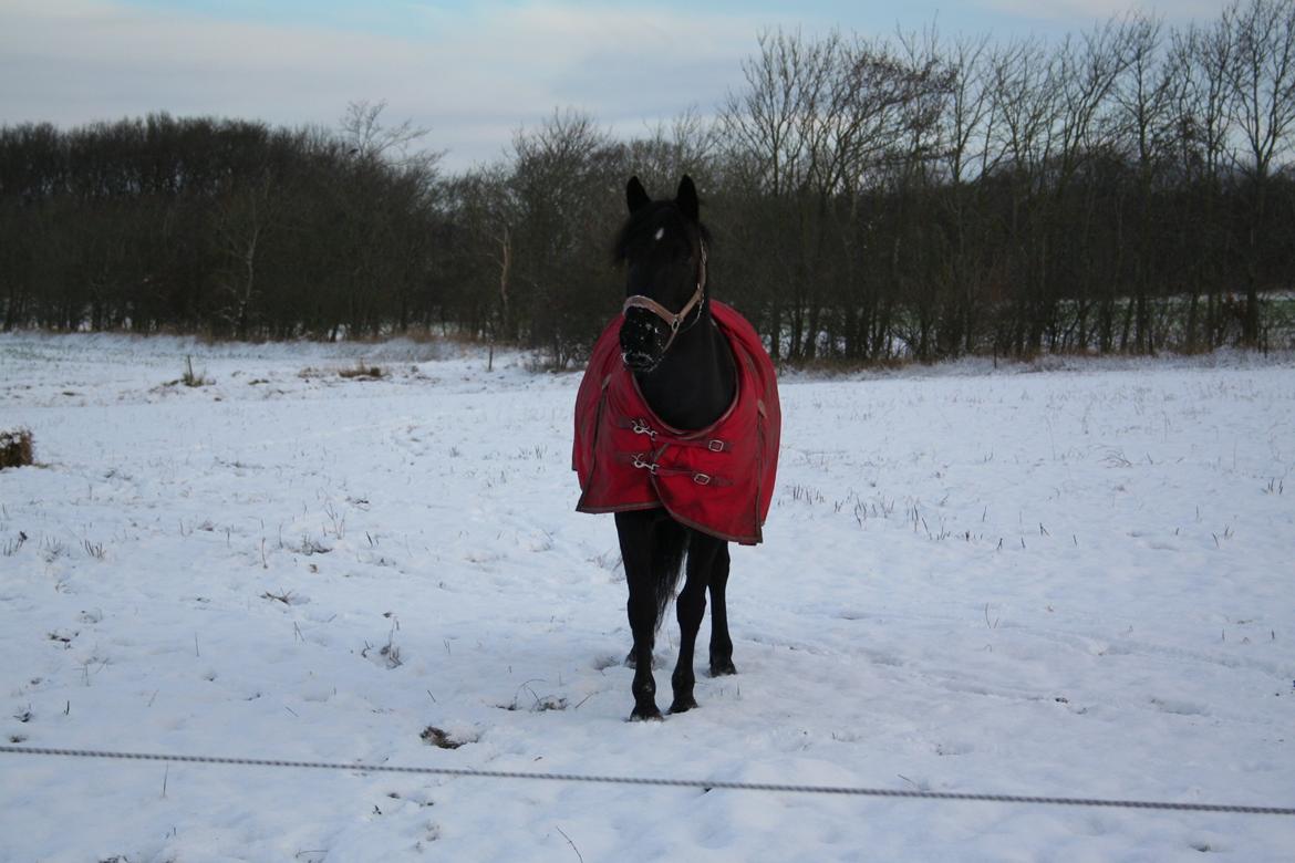 Pinto Mindes Shemira - smukke hest i sne vejr<3 billede 5