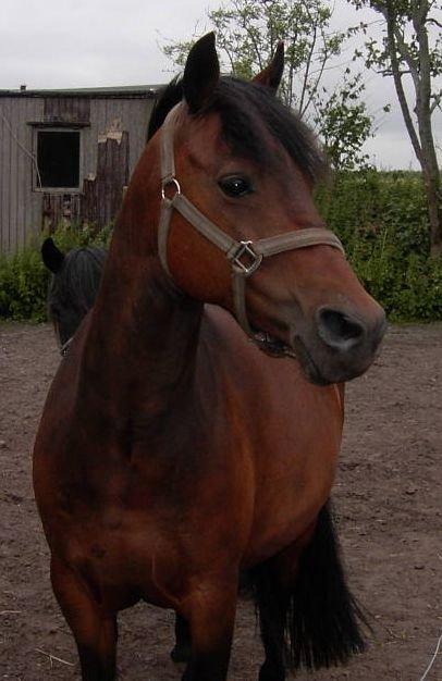 DSP CAPPUCCINO (NALLO) billede 2