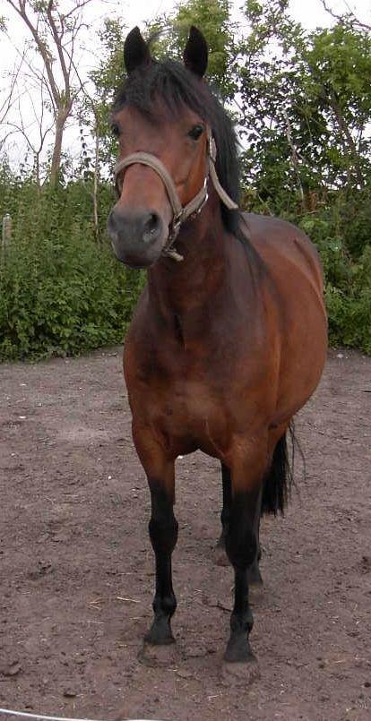 DSP CAPPUCCINO (NALLO) billede 3