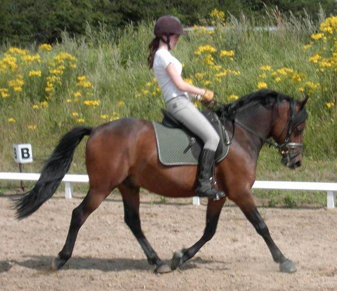 DSP CAPPUCCINO (NALLO) billede 5