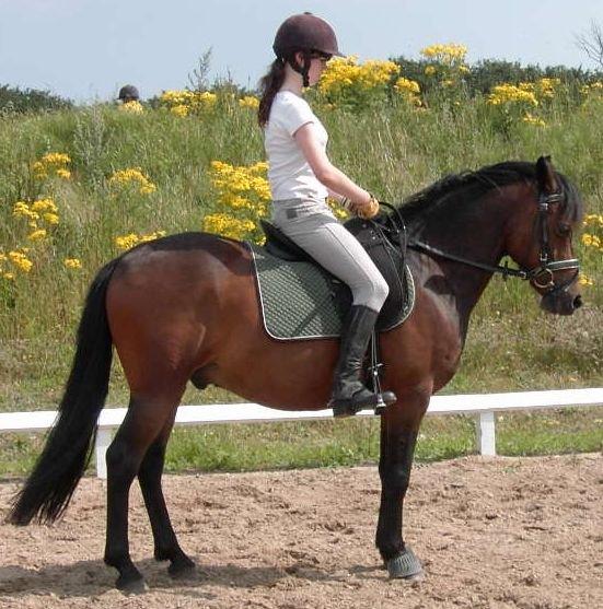 DSP CAPPUCCINO (NALLO) billede 6