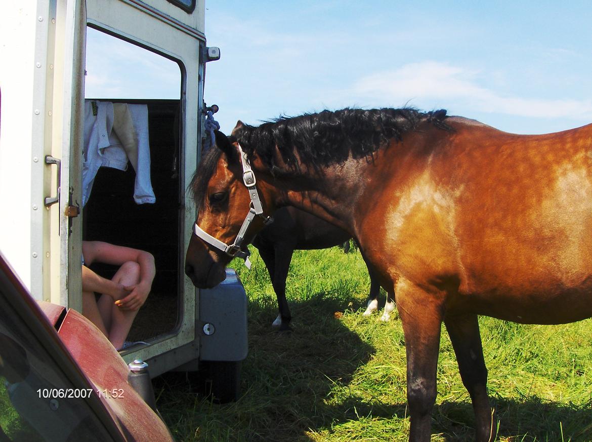 DSP CAPPUCCINO (NALLO) billede 8