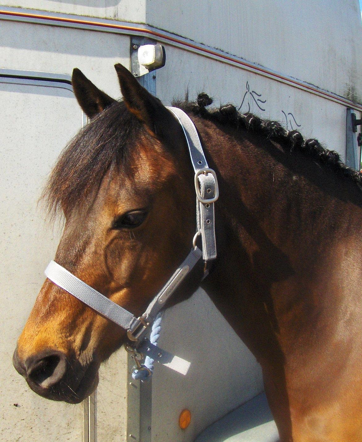 DSP CAPPUCCINO (NALLO) billede 1