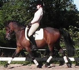 DSP CAPPUCCINO (NALLO) billede 9