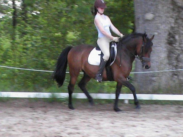 DSP CAPPUCCINO (NALLO) billede 10