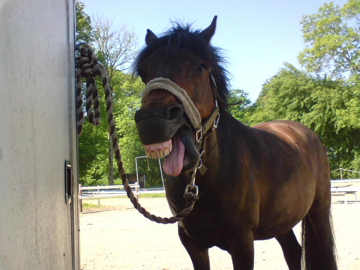 DSP CAPPUCCINO (NALLO) billede 11