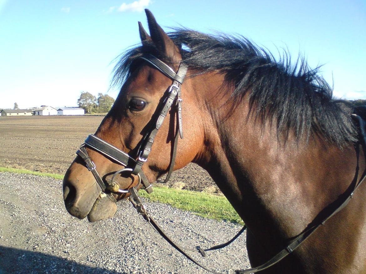 DSP CAPPUCCINO (NALLO) - Sidste dag med Cino <3 billede 12