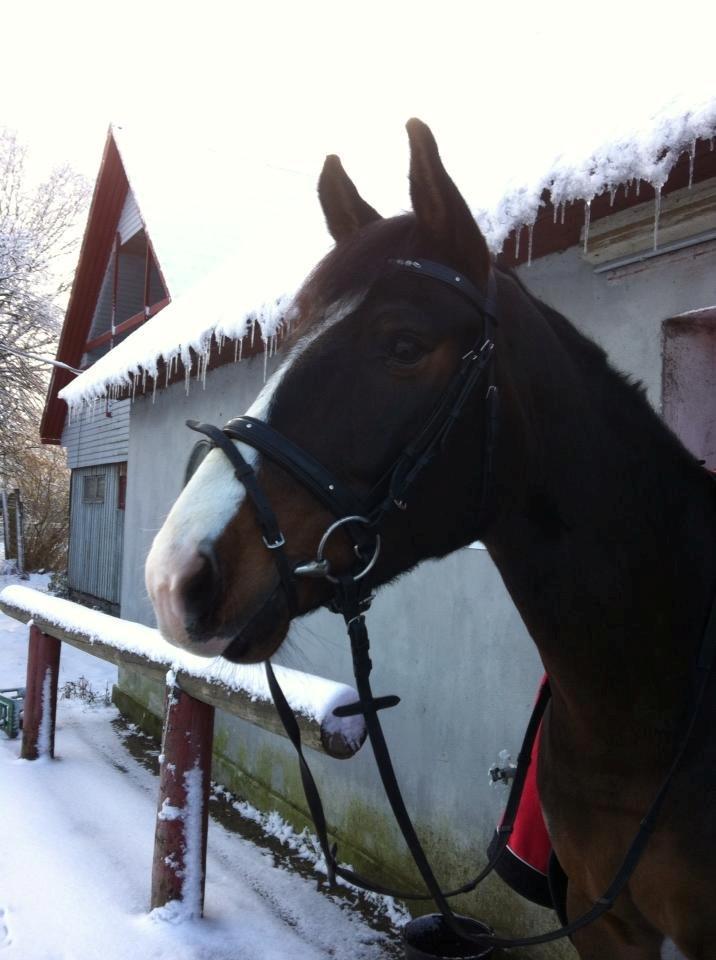 Anden særlig race Marquis (Grisen) R.I.P - Velkommen til Marquis' profil. (: billede 13