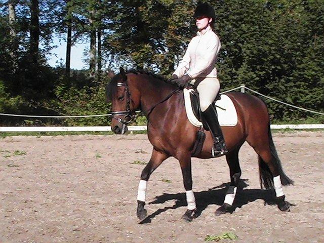 DSP CAPPUCCINO (NALLO) billede 13