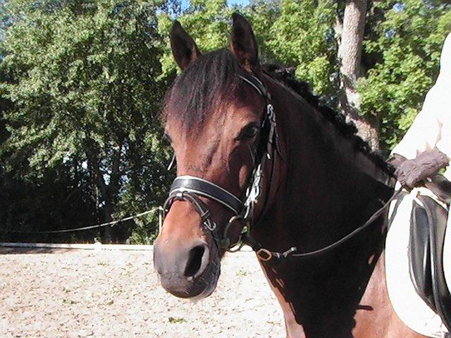 DSP CAPPUCCINO (NALLO) billede 14