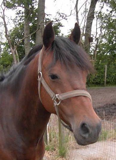 DSP CAPPUCCINO (NALLO) billede 18