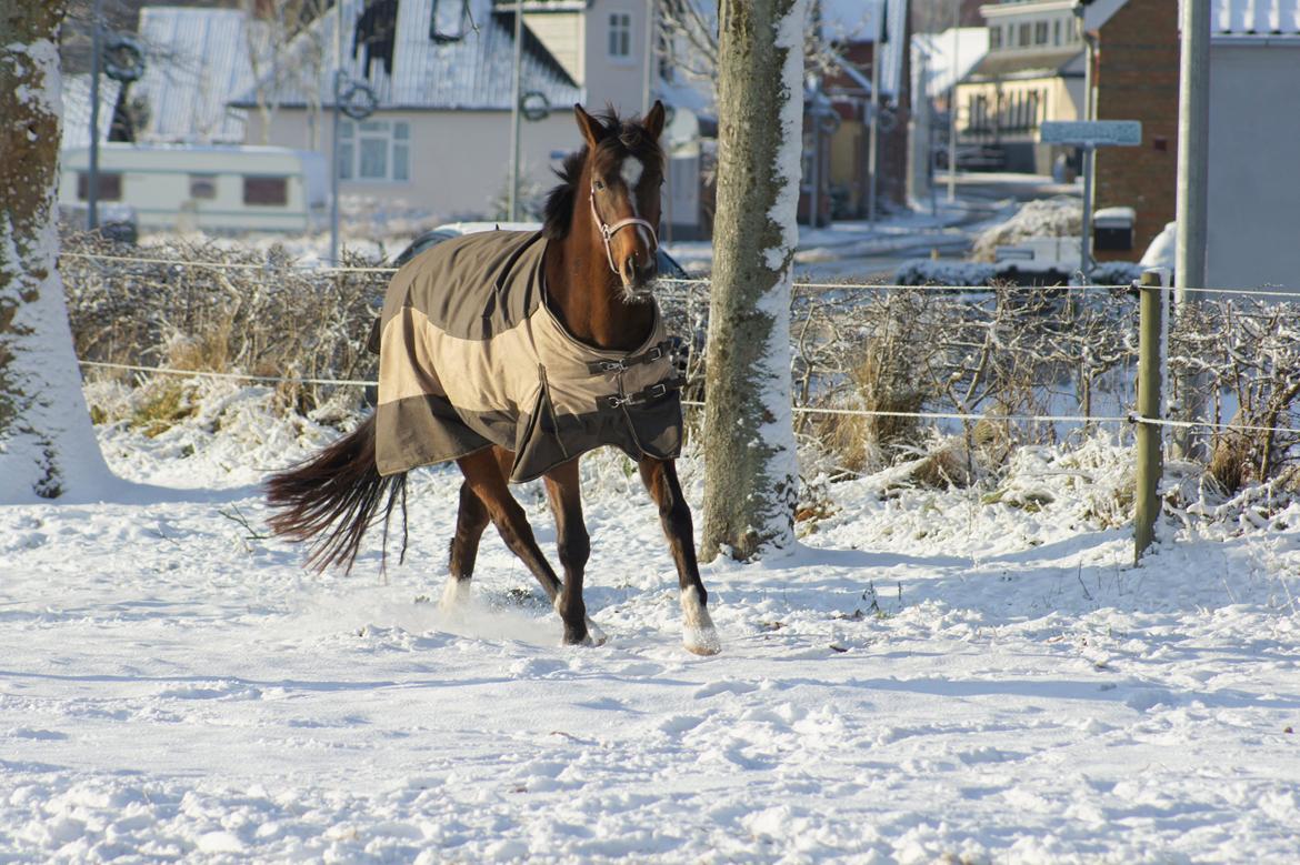 Dansk Varmblod Graversgaards Des Cheri  billede 1