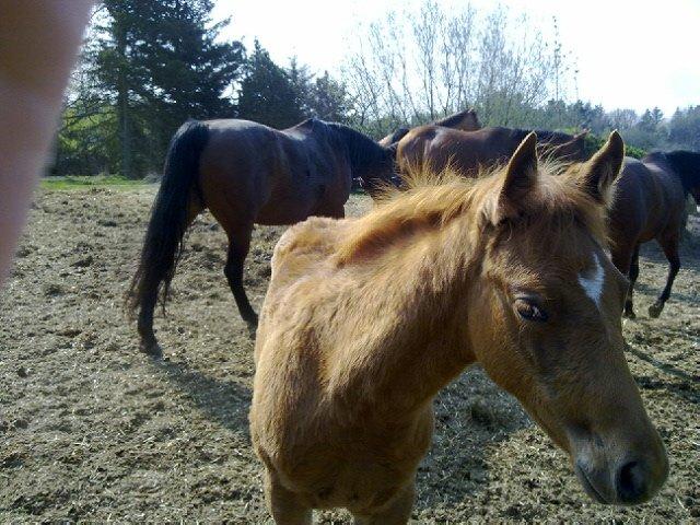 Quarter Our Nike Deesign - nike som lille. 
allerede her var jeg meget interesseret i ham.  billede 4