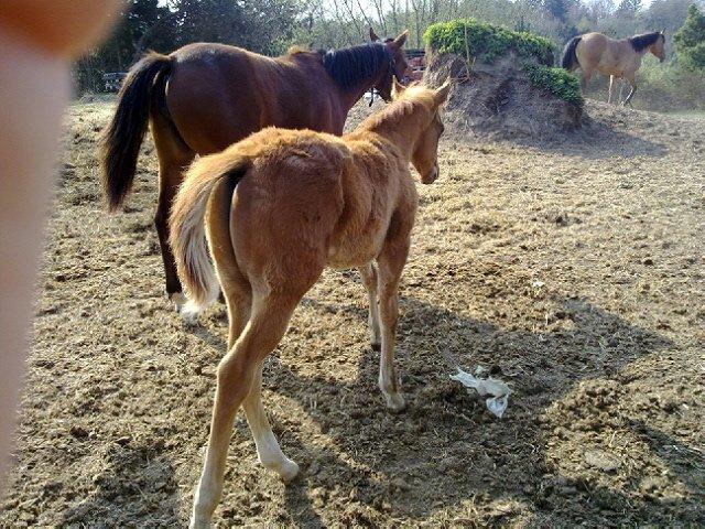 Quarter Our Nike Deesign - nike som lille.  billede 5