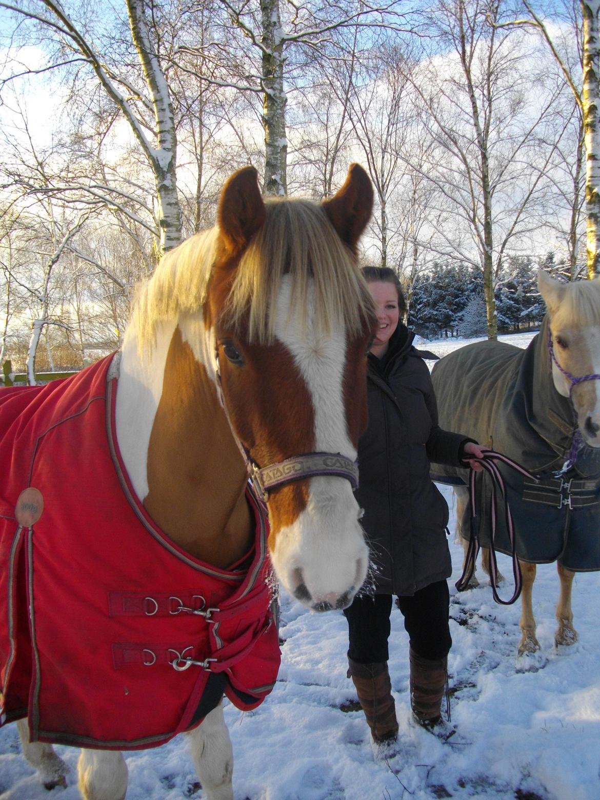 Anden særlig race Royal Rocky billede 3