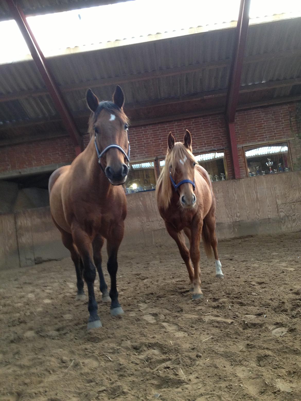 Quarter Our Nike Deesign - Nike og Fritz.
En uge før jeg skulle have ham med hjem.  billede 7