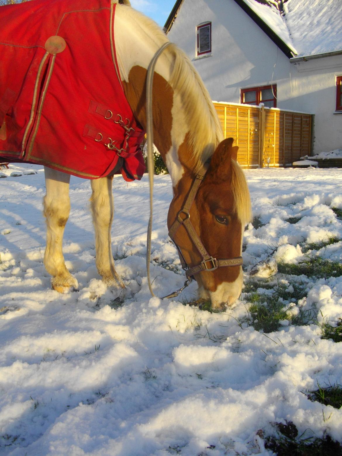 Anden særlig race Royal Rocky billede 11