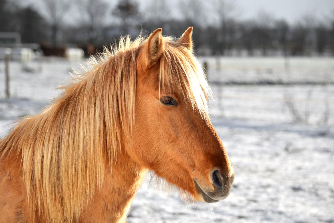 Anden særlig race Baby aka. Tino Von Rebel - 2. december, 2012 - Min smukke baby, i denne vinters første sne og solens stråler. <3  billede 21