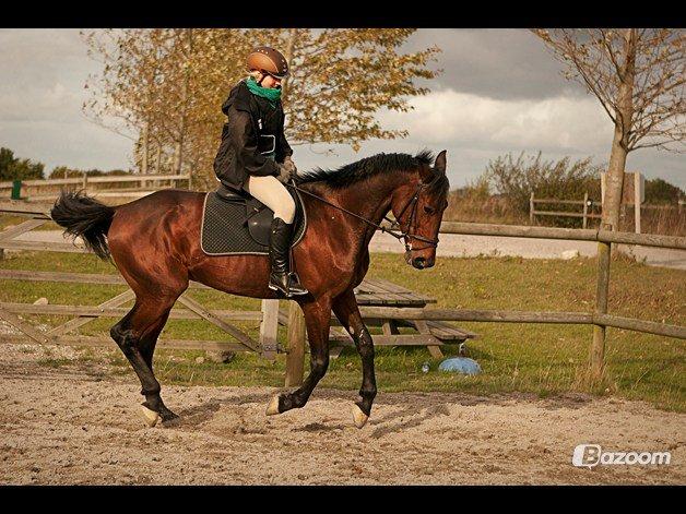 Traver Le Mans - Vi øver galop <3 billede 16