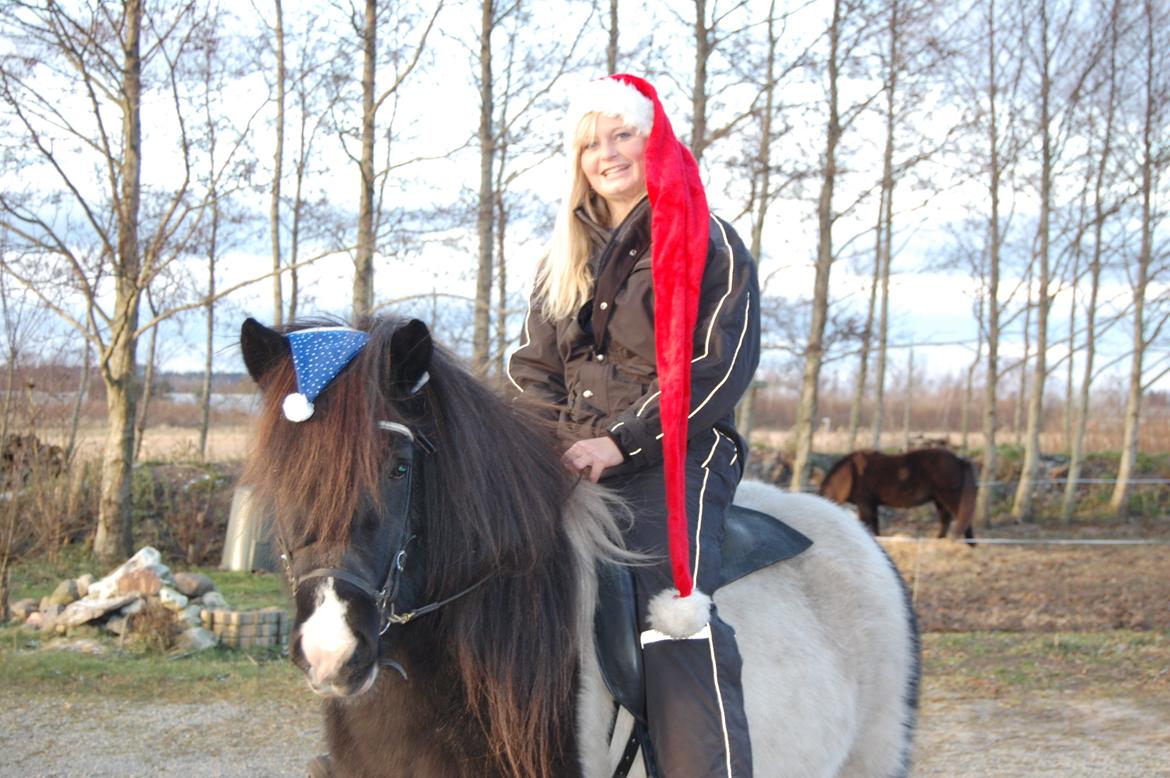 Islænder Freja fra Ladelund SOLGT - Glædelig jul! 2012. billede 13
