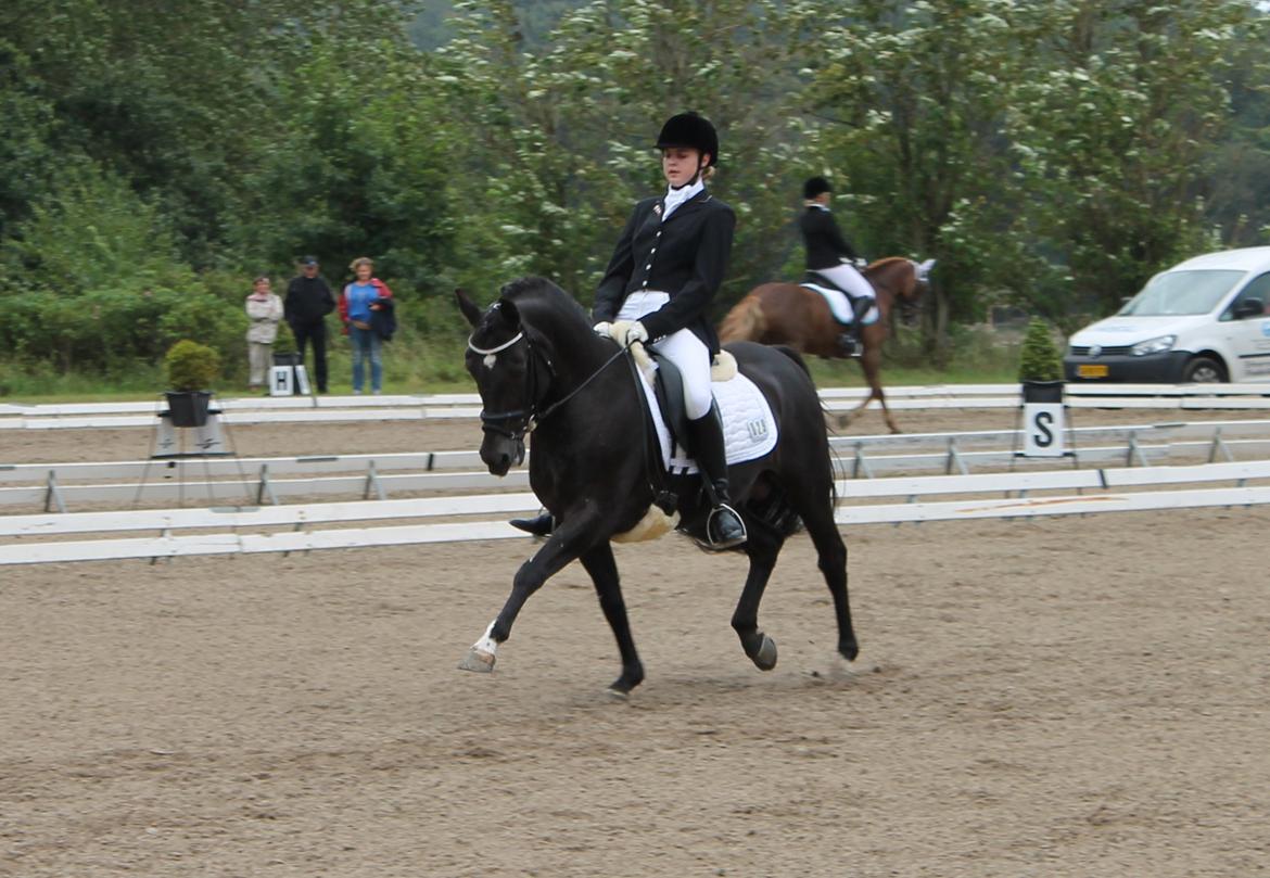 Tysk Sportspony Pan tau B - Velkommen til min Hingste Bisse's profil! smid gerne en kommentar og en bedømmelse til ham, så bliver han sikkert rigtig glad! :D <3 billede 1