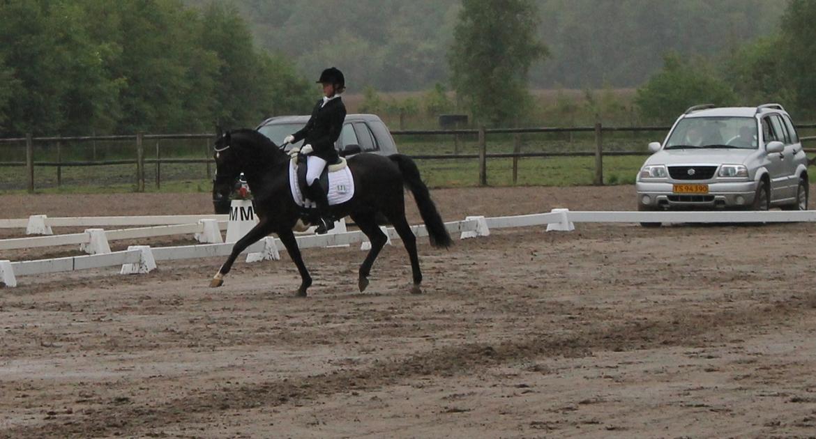 Tysk Sportspony Pan tau B billede 15