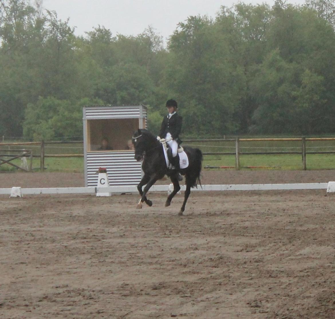 Tysk Sportspony Pan tau B - det regnede temmelig meget, men Pan Tau var en rimelig kold <3 billede 16