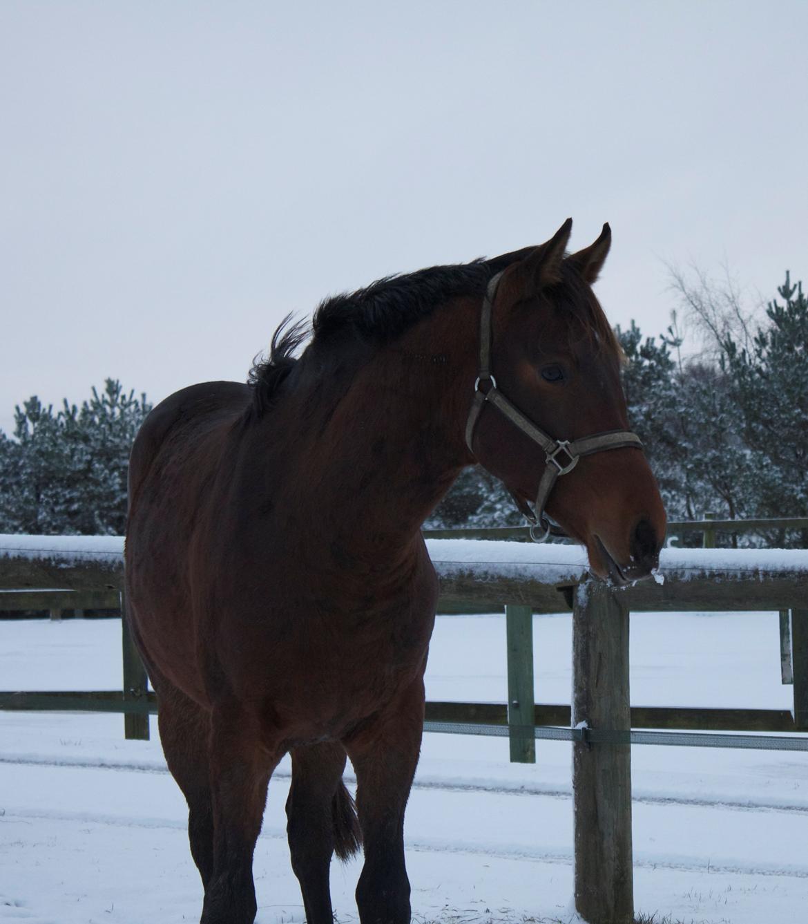 Dansk Varmblod Ringsgaards geni - December 2012 <3 billede 16