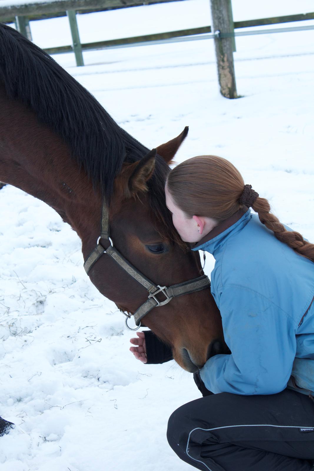 Dansk Varmblod Ringsgaards geni - <3 December 2012 <3 billede 10