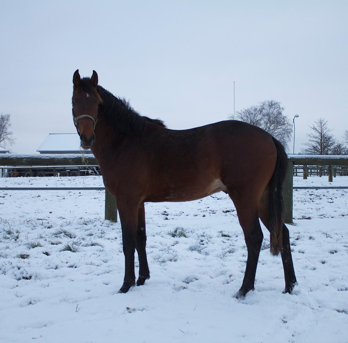 Dansk Varmblod Ringsgaards geni - December 2012 :) billede 13