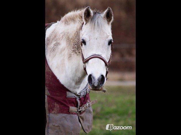 Anden særlig race Pepito my only one! <3 - Så smuk han er! Taget af: Line:-) billede 1