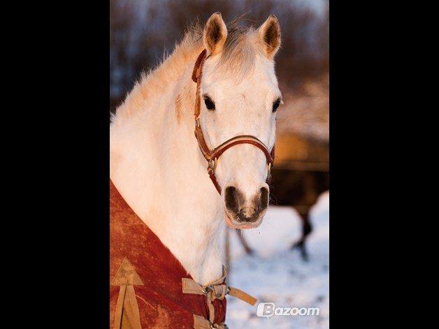 Anden særlig race Pepito my only one! <3 - 2. December 2012!<3 
Taget af: Line:-) billede 4