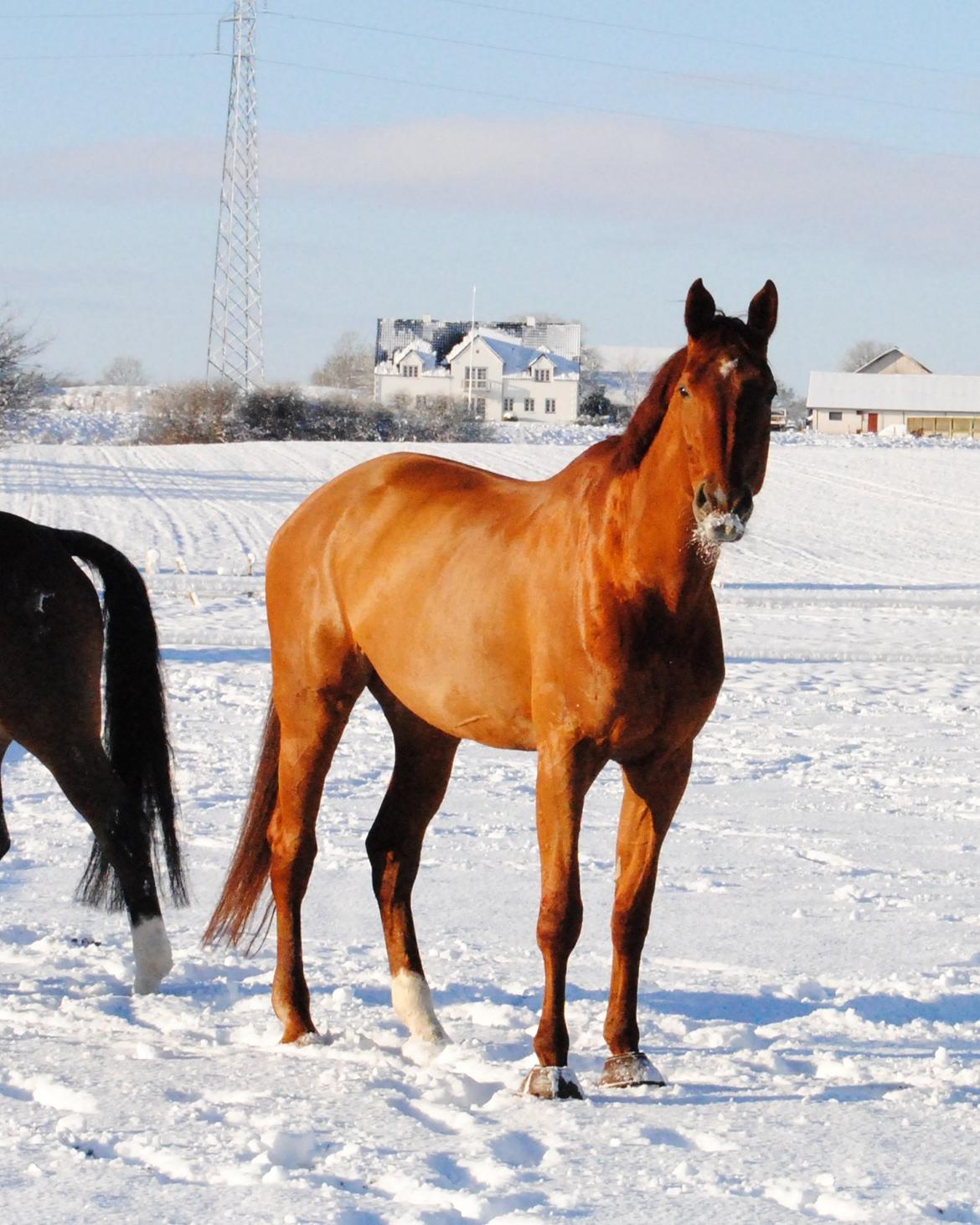 Dansk Varmblod Faith - Dejligt med en hyggetur i sneen med bedste-buddyen Ismor - 2. december 2012 billede 16