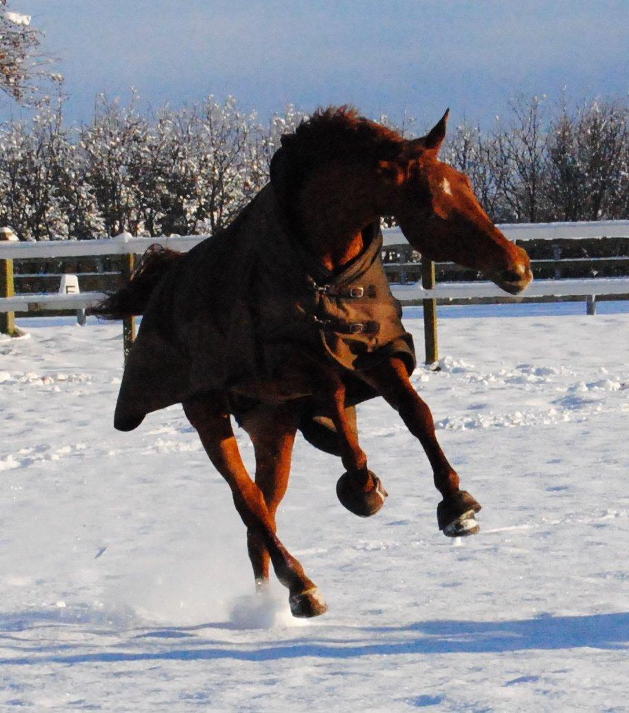 Dansk Varmblod Faith - Dejligt med en hyggetur i sneen med bedste-buddyen Ismor - 2. december 2012 billede 12