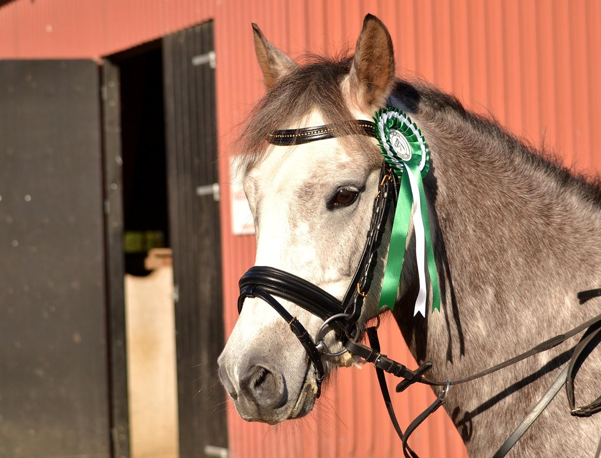 Anden særlig race Dolf - Årh cute pony! :-) 3. plads i LC HJRK :-) billede 19