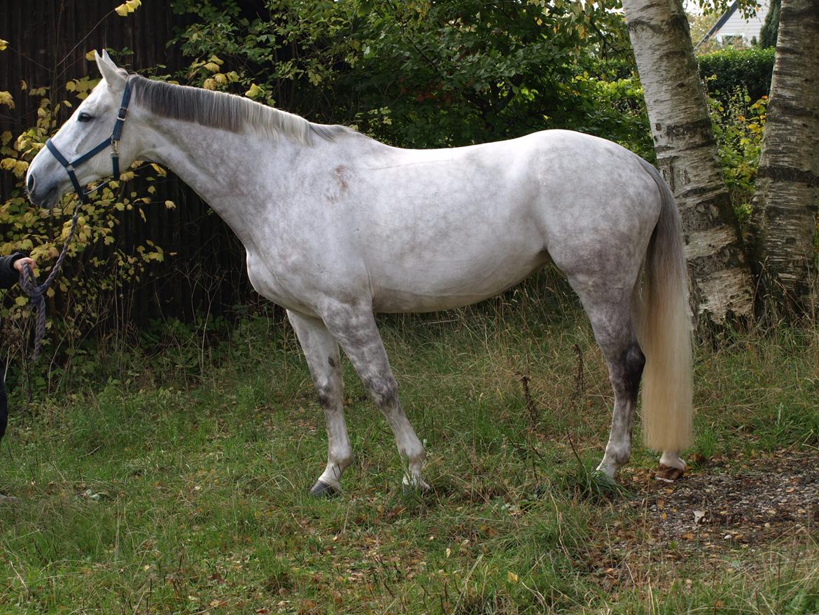 Anden særlig race Grey Girl - Verdens bedste hest. Sidste dag sammen, aldrig før har hun været så ren - helt klar til at komme hjem til Helena :') billede 2