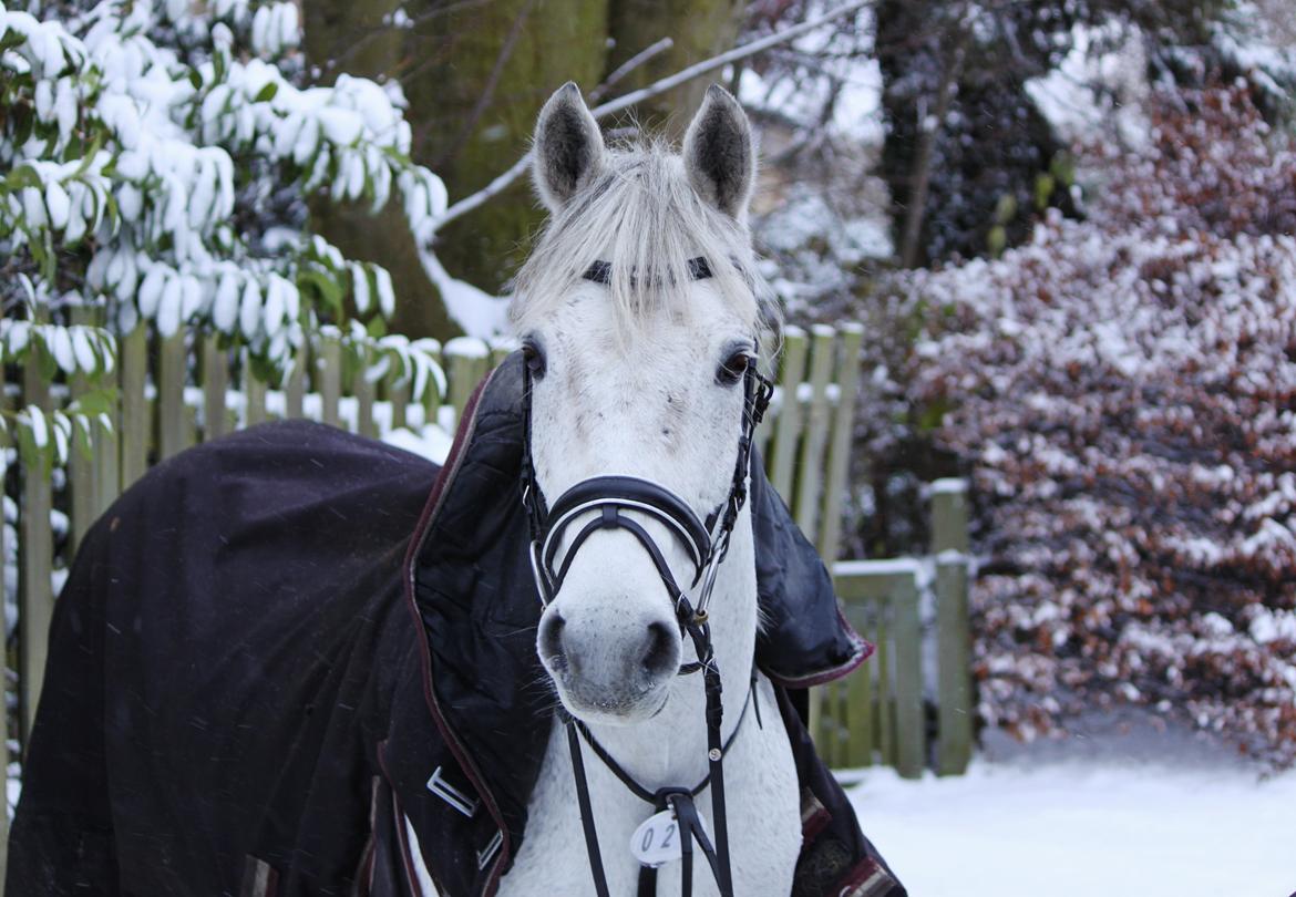 Connemara - Hedegårdens Junker |B-pony| - Julestævne i GEK, LB* og LB** billede 7