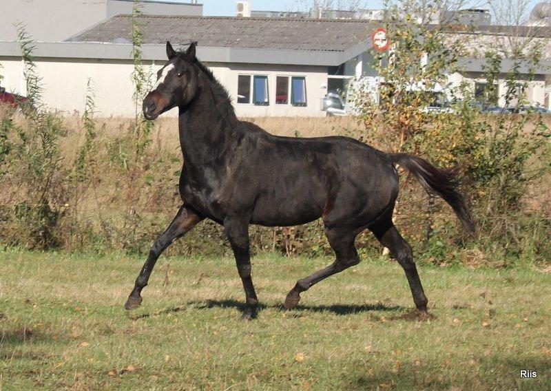 Fuldblod (XX) **Kat-o xx (Den)** billede 20