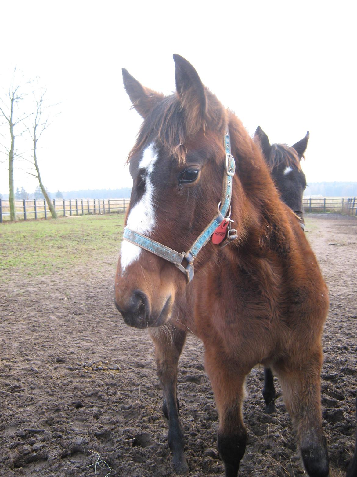 Traver Amazing Ann - ½ år gammel i polen billede 15